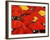 Red Umbrella-Sydney Edmunds-Framed Giclee Print