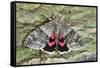 Red Underwing Moth-null-Framed Stretched Canvas