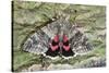 Red Underwing Moth-null-Stretched Canvas