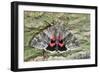 Red Underwing Moth-null-Framed Photographic Print