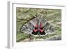 Red Underwing Moth-null-Framed Photographic Print