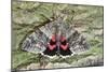 Red Underwing Moth-null-Mounted Photographic Print