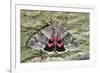 Red Underwing Moth-null-Framed Photographic Print
