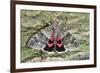 Red Underwing Moth-null-Framed Photographic Print