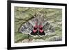 Red Underwing Moth-null-Framed Photographic Print