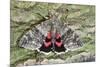 Red Underwing Moth-null-Mounted Photographic Print