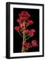 Black Frame