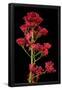 Essential Black