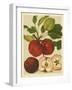 Red Veli Apples II-null-Framed Art Print