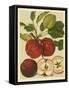 Red Veli Apples II-null-Framed Stretched Canvas