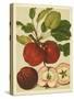 Red Veli Apples II-null-Stretched Canvas