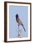 Brown Frame