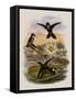 Red-Vented White-Tip, Urosticte Ruficrissa-John Gould-Framed Stretched Canvas