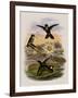 Red-Vented White-Tip, Urosticte Ruficrissa-John Gould-Framed Giclee Print