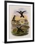 Red-Vented White-Tip, Urosticte Ruficrissa-John Gould-Framed Giclee Print