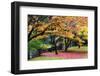 Red Vine Maple in Full Autumn Glory-Terry Eggers-Framed Photographic Print