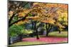 Red Vine Maple in Full Autumn Glory-Terry Eggers-Mounted Photographic Print