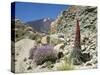 Red Vipers Bugloss, with Pico De Teide in Background, Las Canadas, Tenerife-Tony Waltham-Stretched Canvas