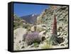 Red Vipers Bugloss, with Pico De Teide in Background, Las Canadas, Tenerife-Tony Waltham-Framed Stretched Canvas