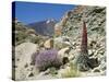 Red Vipers Bugloss, with Pico De Teide in Background, Las Canadas, Tenerife-Tony Waltham-Stretched Canvas