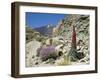 Red Vipers Bugloss, with Pico De Teide in Background, Las Canadas, Tenerife-Tony Waltham-Framed Photographic Print