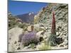 Red Vipers Bugloss, with Pico De Teide in Background, Las Canadas, Tenerife-Tony Waltham-Mounted Photographic Print