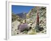 Red Vipers Bugloss, with Pico De Teide in Background, Las Canadas, Tenerife-Tony Waltham-Framed Photographic Print