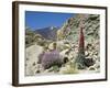 Red Vipers Bugloss, with Pico De Teide in Background, Las Canadas, Tenerife-Tony Waltham-Framed Photographic Print