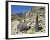 Red Vipers Bugloss, with Pico De Teide in Background, Las Canadas, Tenerife-Tony Waltham-Framed Photographic Print