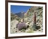 Red Vipers Bugloss, with Pico De Teide in Background, Las Canadas, Tenerife-Tony Waltham-Framed Photographic Print