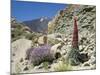 Red Vipers Bugloss, with Pico De Teide in Background, Las Canadas, Tenerife-Tony Waltham-Mounted Photographic Print