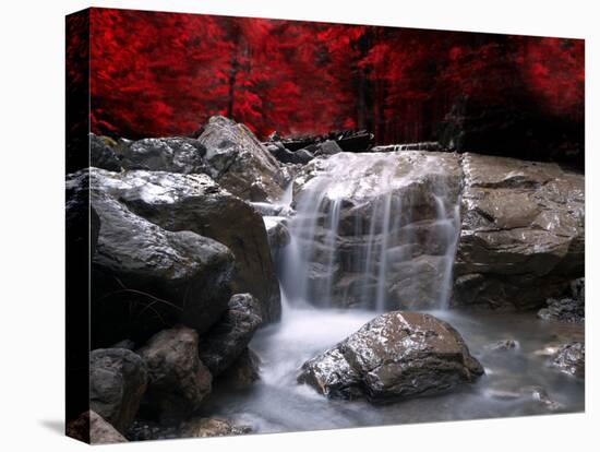 Red Vision-Philippe Sainte-Laudy-Stretched Canvas