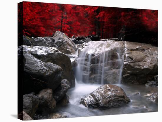 Red Vision-Philippe Sainte-Laudy-Stretched Canvas