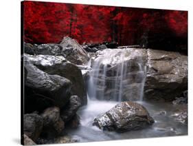 Red Vision-Philippe Sainte-Laudy-Stretched Canvas