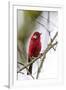 red warbler perched on branch, mexico city-claudio contreras-Framed Photographic Print