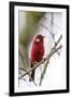 red warbler perched on branch, mexico city-claudio contreras-Framed Photographic Print