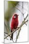 red warbler perched on branch, mexico city-claudio contreras-Mounted Photographic Print