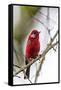 red warbler perched on branch, mexico city-claudio contreras-Framed Stretched Canvas