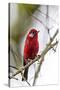 red warbler perched on branch, mexico city-claudio contreras-Stretched Canvas