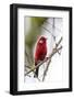 red warbler perched on branch, mexico city-claudio contreras-Framed Photographic Print