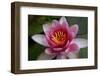 Red Water Lily-Desirae-Framed Photographic Print