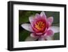 Red Water Lily-Desirae-Framed Photographic Print