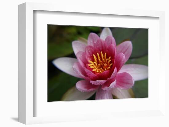 Red Water Lily-Desirae-Framed Photographic Print