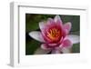 Red Water Lily-Desirae-Framed Photographic Print