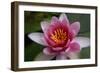 Red Water Lily-Desirae-Framed Photographic Print