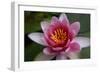 Red Water Lily-Desirae-Framed Photographic Print