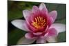 Red Water Lily-Desirae-Mounted Photographic Print