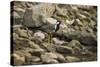 Red Wattled Lapwing (Vanellus Indicus), Ranthambhore, Rajasthan, India-Janette Hill-Stretched Canvas