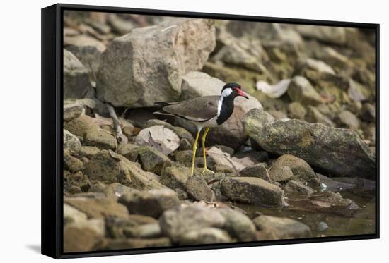 Red Wattled Lapwing (Vanellus Indicus), Ranthambhore, Rajasthan, India-Janette Hill-Framed Stretched Canvas