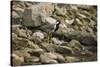 Red Wattled Lapwing (Vanellus Indicus), Ranthambhore, Rajasthan, India-Janette Hill-Stretched Canvas